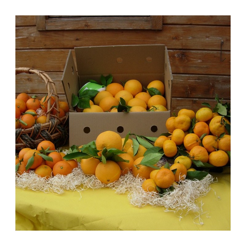 Naranjas de mesa