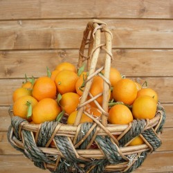 Clementinas