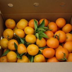 Mandarina y Clementina
