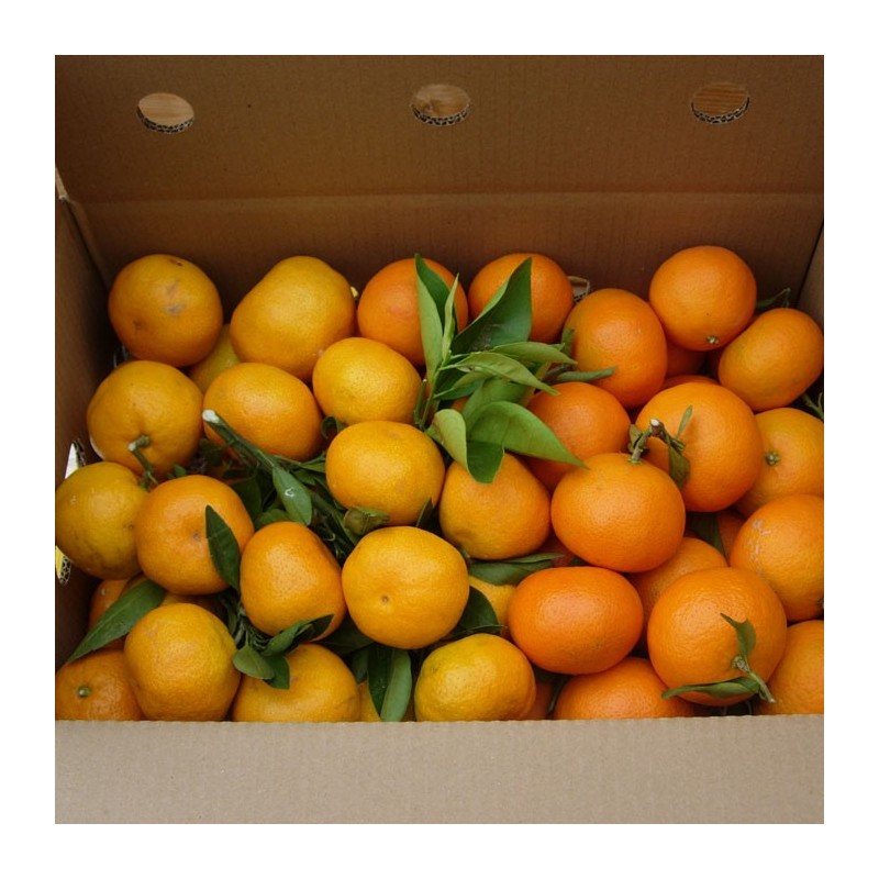 Mandarina y Clementina