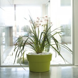 Vaso Fang Lacada