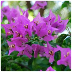 Bougainvillea