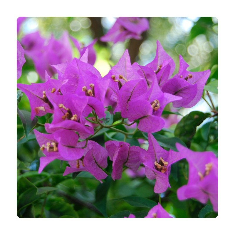 Bougainvillea