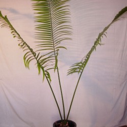 Cyca Micholitzii