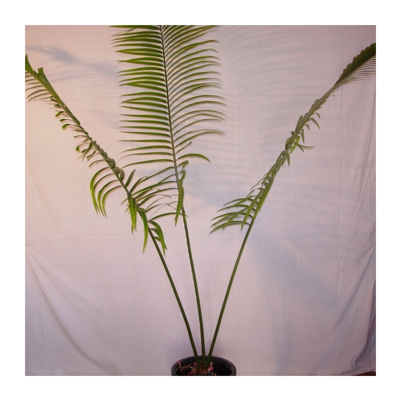 Cyca Micholitzii