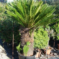 Cyca Revoluta