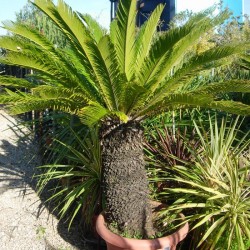 Cyca Revoluta