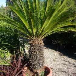 Cyca Revoluta