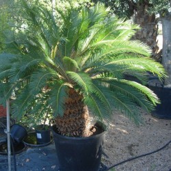 Cyca Revoluta