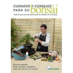 Guía cuidados y consejos del bonsái