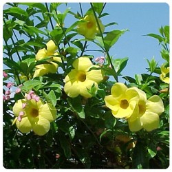 Allamanda Cathartica