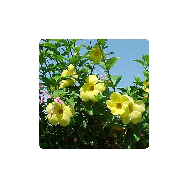 Allamanda Cathartica