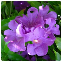 Bignonia clytostoma