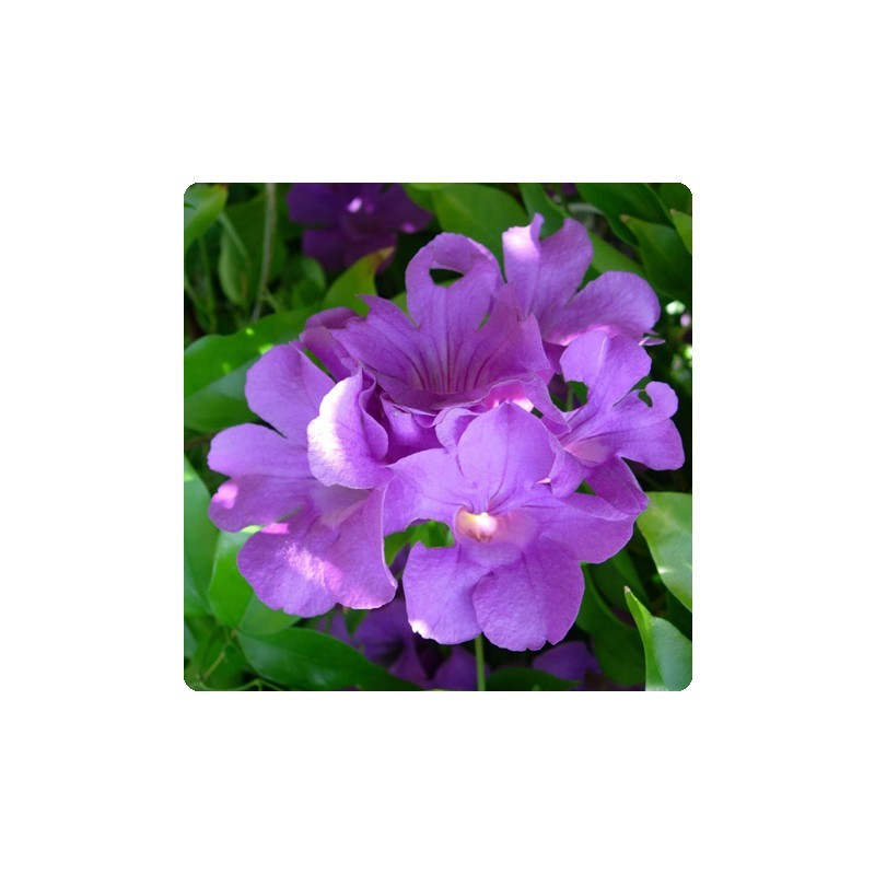 Bignonia clytostoma