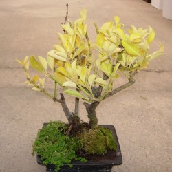 Bonsai 006 Años Euonymus Japonicus