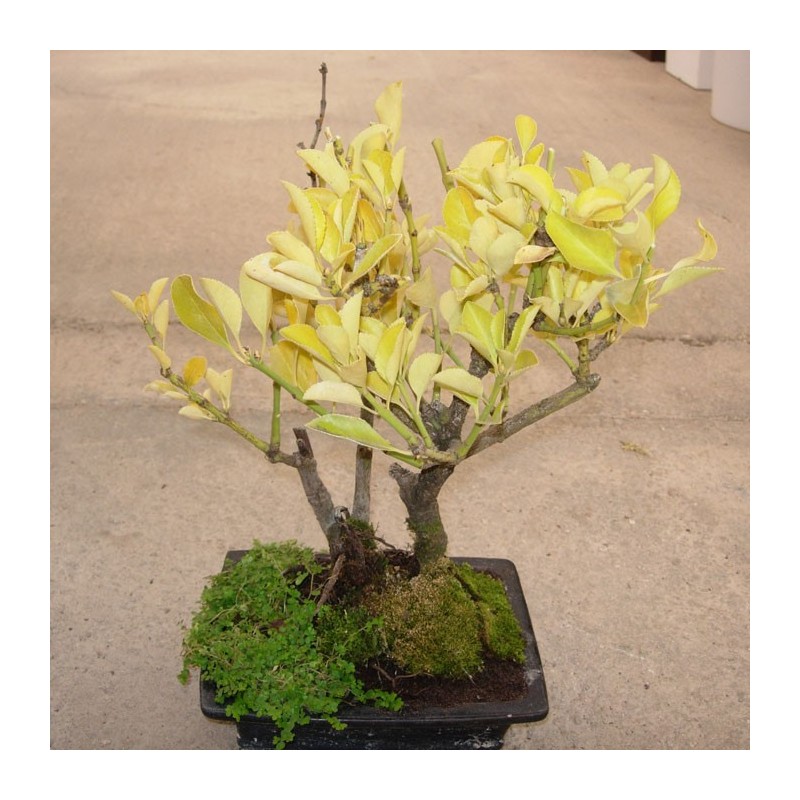 Bonsai 006 Años Euonymus Japonicus