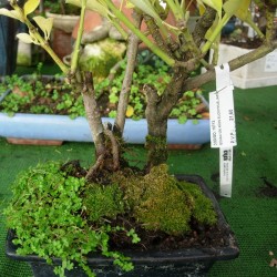 Bonsai 006 Años Euonymus Japonicus