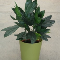 Chamaedorea Metalica