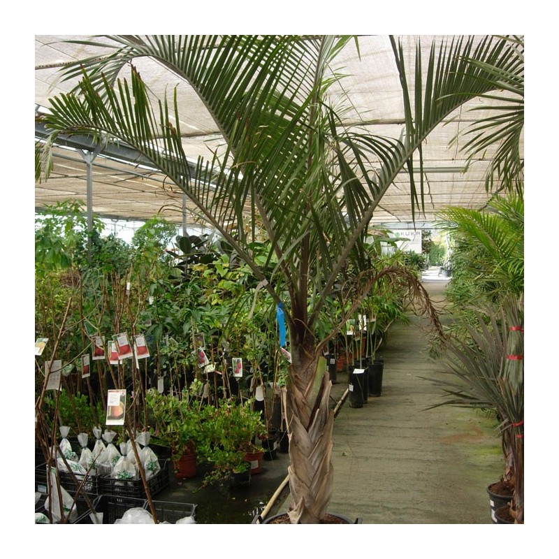 Dypsis Decary