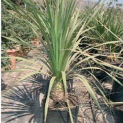 Dasylirion Longifolium