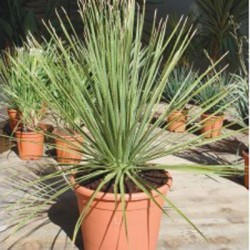 Dasylirium Serratifolium