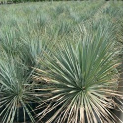 Yucca Rostata
