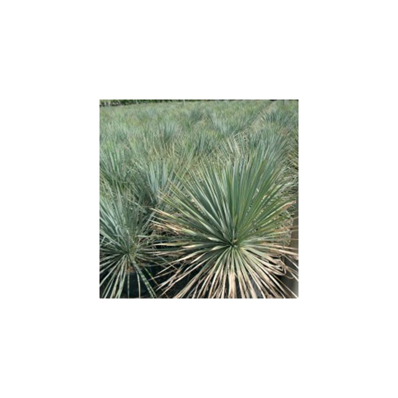 Yucca Rostata