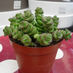 Crassula Marneriana