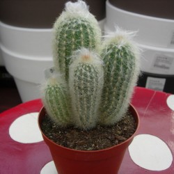 Espostoa Lanata