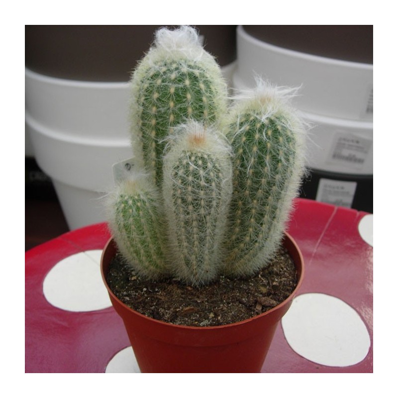Espostoa Lanata