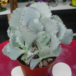 Cotyledon Ondulata