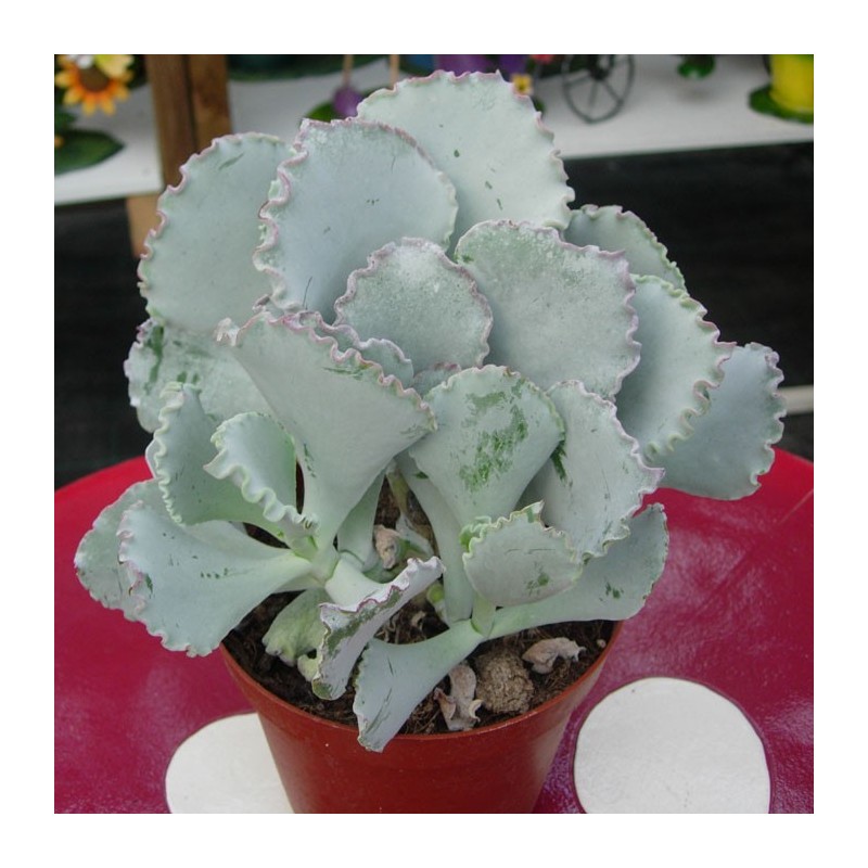 Cotyledon Ondulata