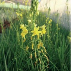 Bulbinia Frutescens