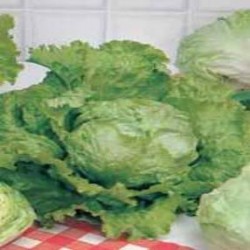 Lechuga Crispilla Amarilla