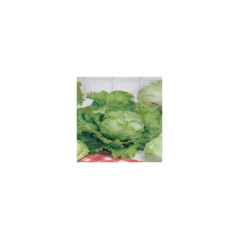Lechuga Crispilla Amarilla