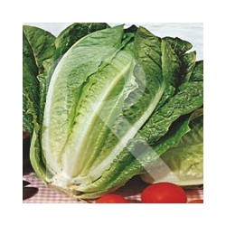 Lechuga Romana Zaragozana