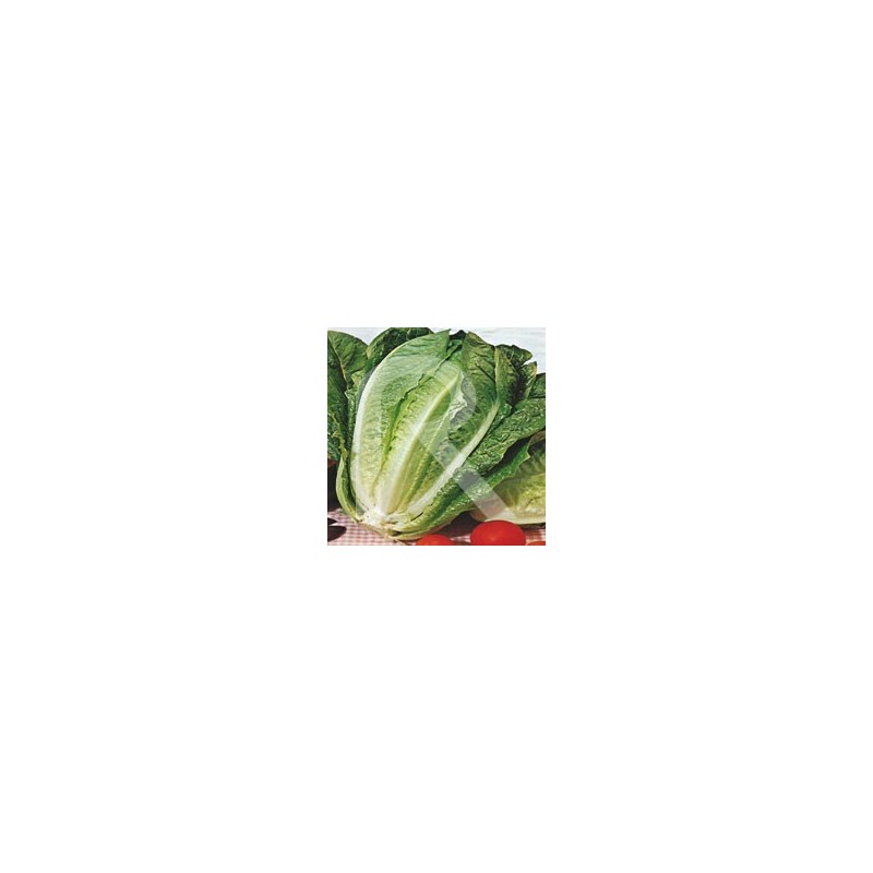 Lechuga Romana Zaragozana