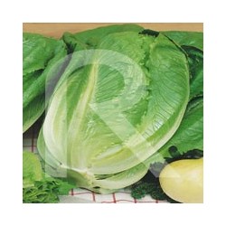 Lechuga Romana Inverna