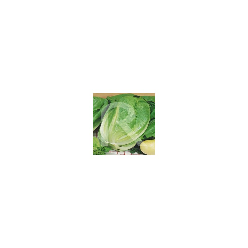 Lechuga Romana Inverna