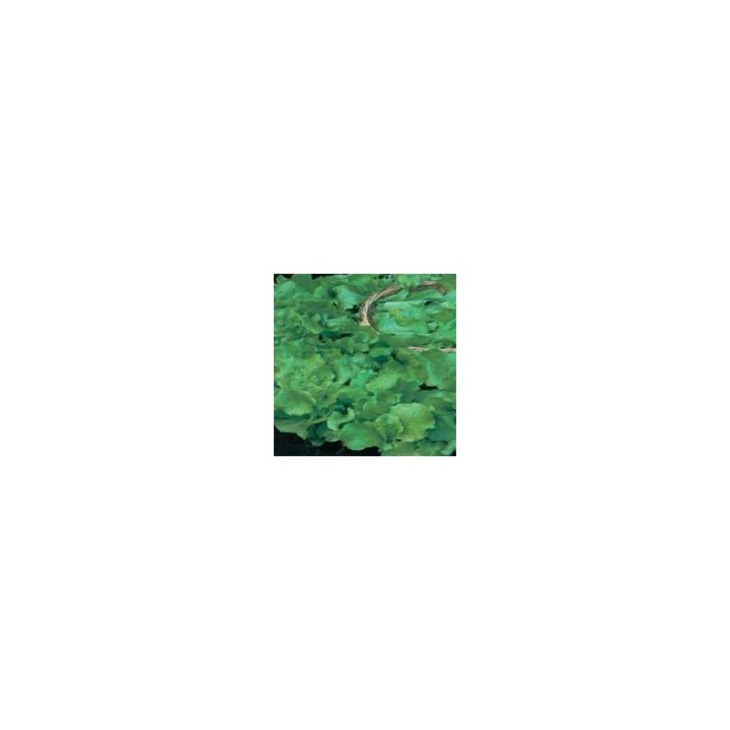Lechuga Salad Bowl
