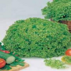 Lechuga Lollo Bionda