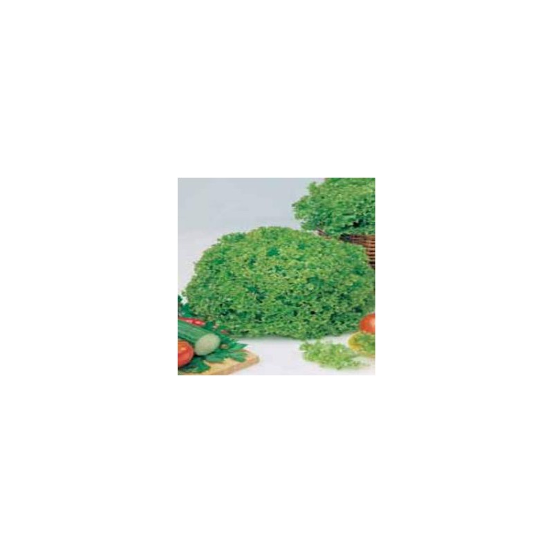 Lechuga Lollo Bionda