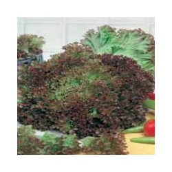 Lechuga Lollo Rossa