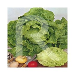Lechuga Repollada de Pierre Benite