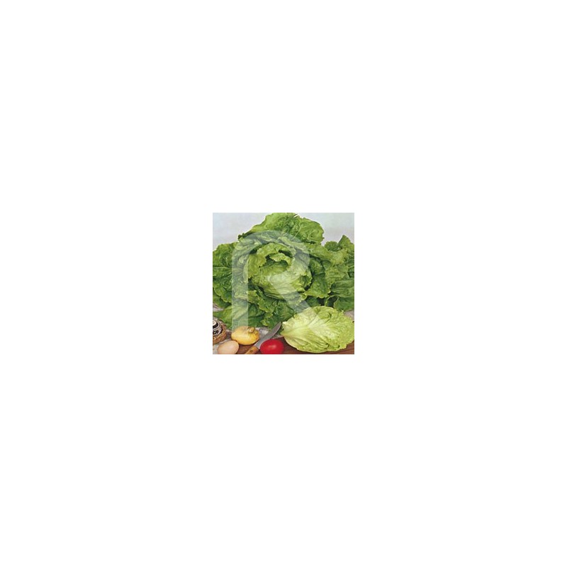 Lechuga Repollada de Pierre Benite