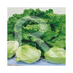 Lechuga Repollada Grandes Lagos