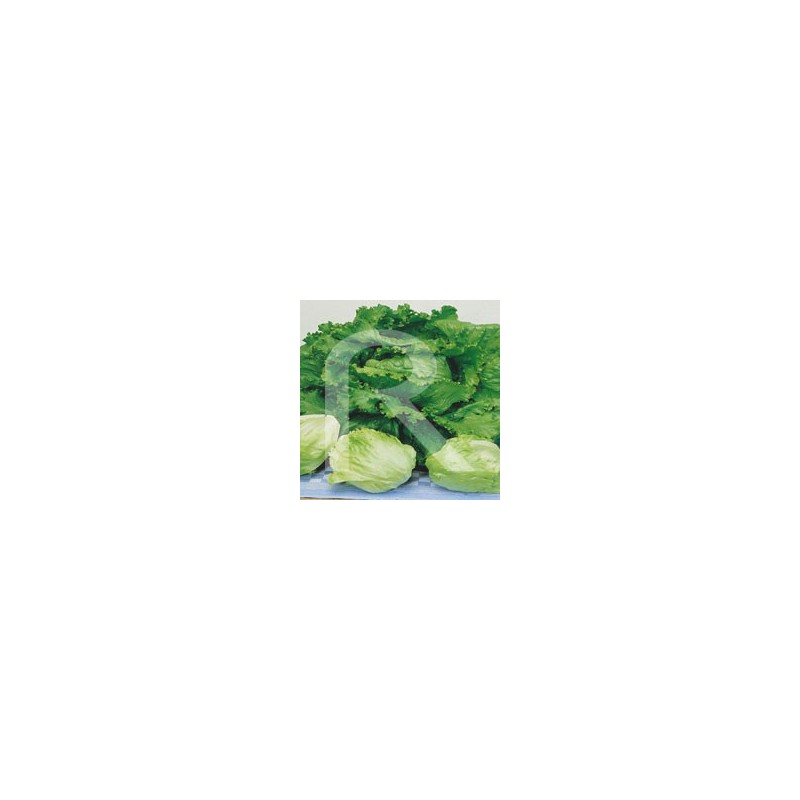 Lechuga Repollada Grandes Lagos