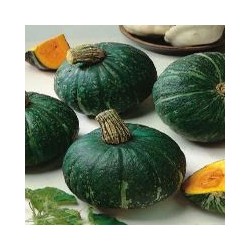 Calabaza Delica