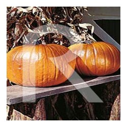 Calabaza Connecticut Fiel
