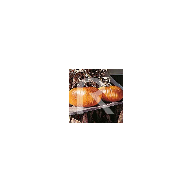 Calabaza Connecticut Fiel